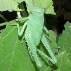 Acanthacris ruficornis