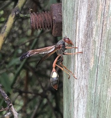 Belonogaster lateritia