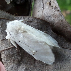 Naroma varipes