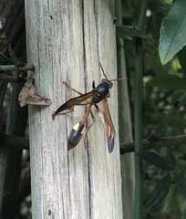 Belonogaster lateritia