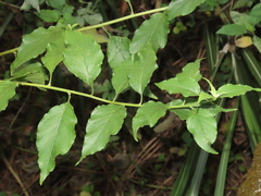 Microglossa pyrifolia