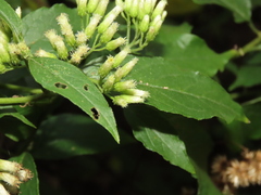 Microglossa pyrifolia