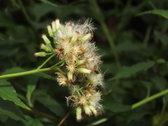 Microglossa pyrifolia