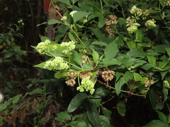 Microglossa pyrifolia
