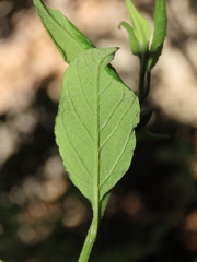 Microglossa pyrifolia