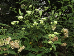 Microglossa pyrifolia