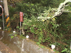 Microglossa pyrifolia