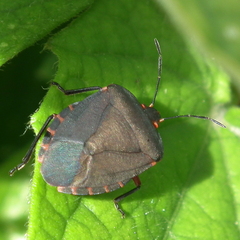 Caura rufiventris