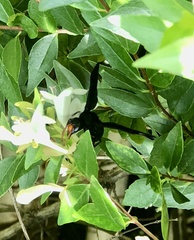 Synagris