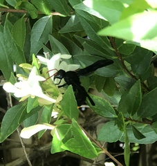 Synagris