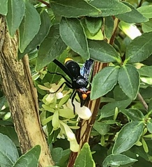 Synagris