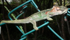 Bradypodion damaranum