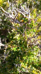 Coprosma nitida