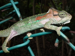 Bradypodion damaranum