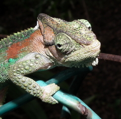 Bradypodion damaranum