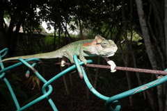 Bradypodion damaranum