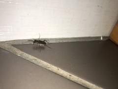 Myriochila semicincta