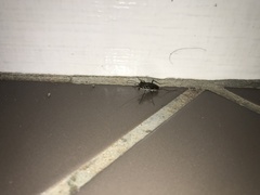 Myriochila semicincta