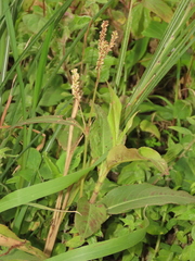Persicaria barbata