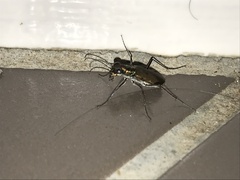 Myriochila semicincta