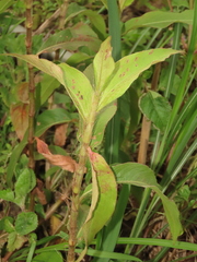 Persicaria barbata