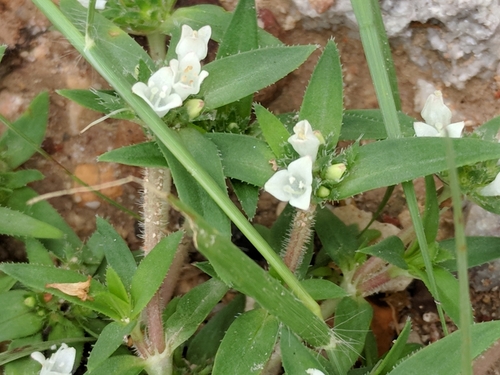 Image of Prairie Mexican Clover (Richardia tricocca) by (c) Alison Northup, some rights reserved (CC BY)