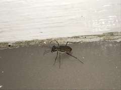 Myriochila semicincta