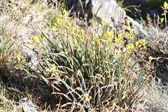 Bulbine glauca
