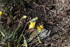 Microseris lanceolata