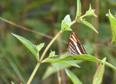 Adelpha syma