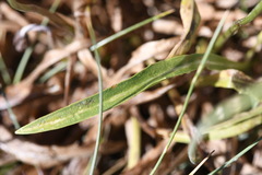 Microseris lanceolata