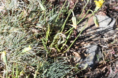 Microseris lanceolata