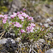 Asperula neilreichii - Photo (c) burkardleitner, some rights reserved (CC BY-NC)