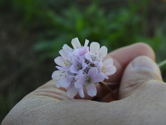 Armeria macrophylla