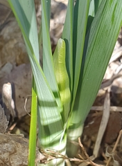 Narcissus tazetta