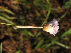Armeria macrophylla