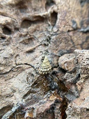 Nodilittorina pyramidalis