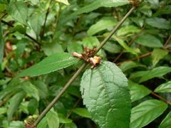 Triumfetta rhomboidea