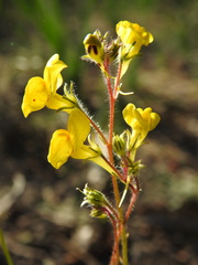 Linaria viscosa