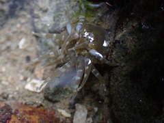 Anthopleura dixoniana