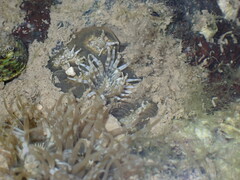 Anthopleura dixoniana