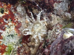 Anthopleura dixoniana