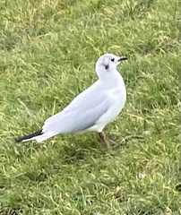 Chroicocephalus ridibundus