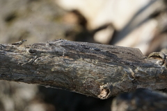 Heoclisis