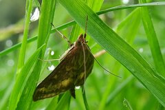 Pyraustini