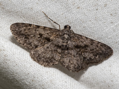 Boarmia suasaria