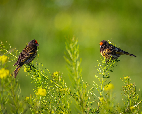 Red-fronted Serin (Serinus pusillus), photo 9