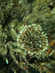 Acropora millepora