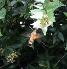 Macroglossum trochilus