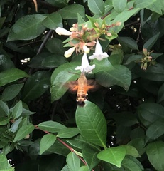 Macroglossum trochilus